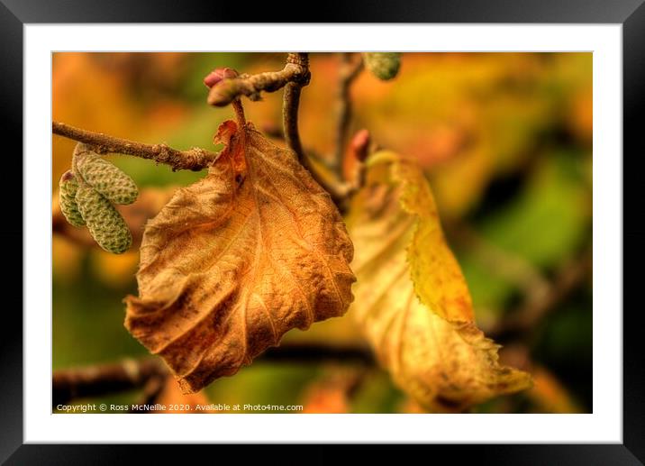 Autumn Leaf Framed Mounted Print by Ross McNeillie
