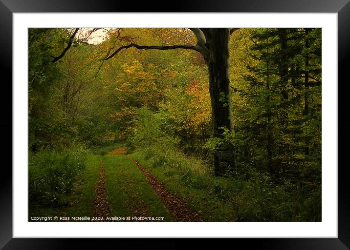 Autumn Trail Framed Mounted Print by Ross McNeillie