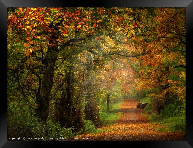 Enchanting Autumn Pathway Framed Print by Ross McNeillie