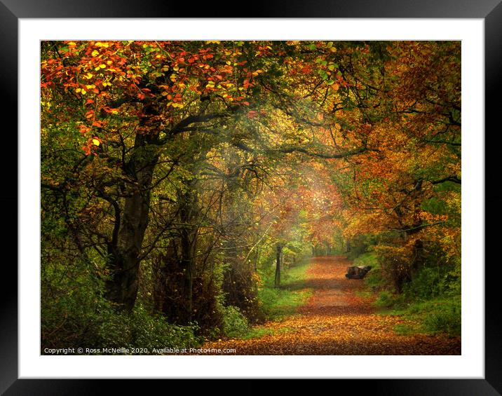 Enchanting Autumn Pathway Framed Mounted Print by Ross McNeillie