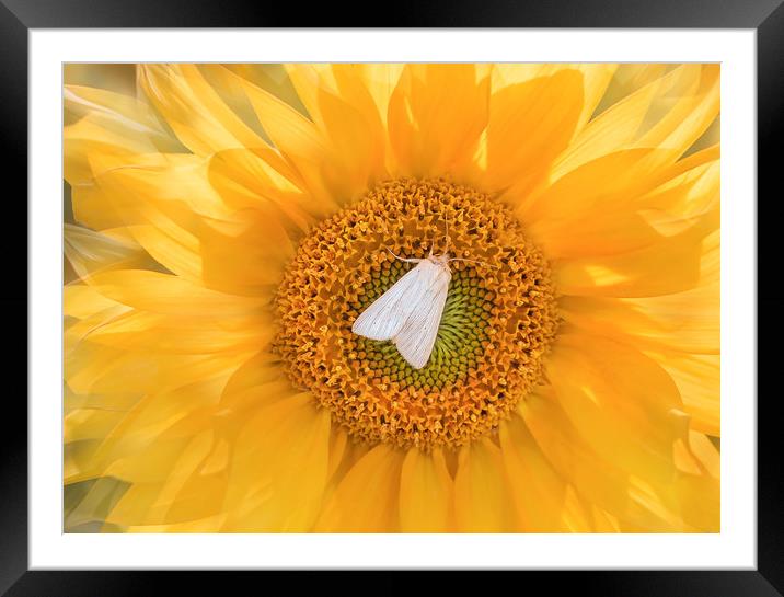 A moth on a sunflower. Framed Mounted Print by Karina Knyspel