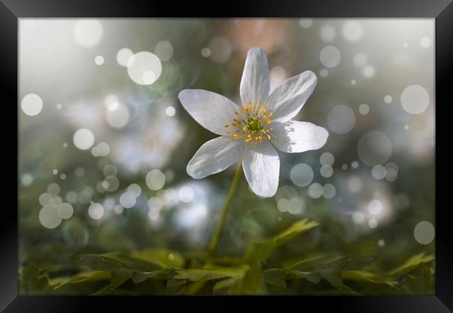 Spring flower anemone nemorosa. Framed Print by Karina Knyspel
