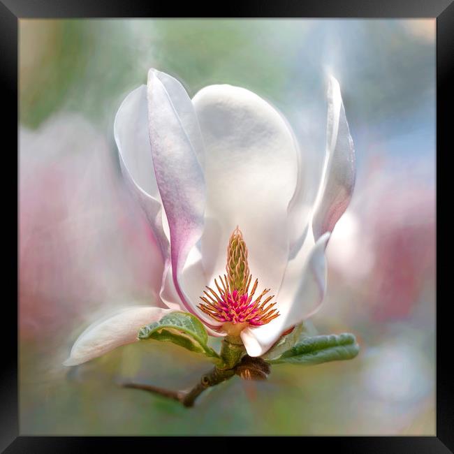 Magnolia flower. Framed Print by Karina Knyspel