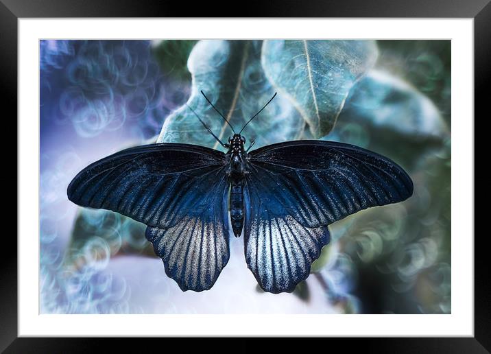 Blue butterfly, Great Yellow Mormon. Framed Mounted Print by Karina Knyspel