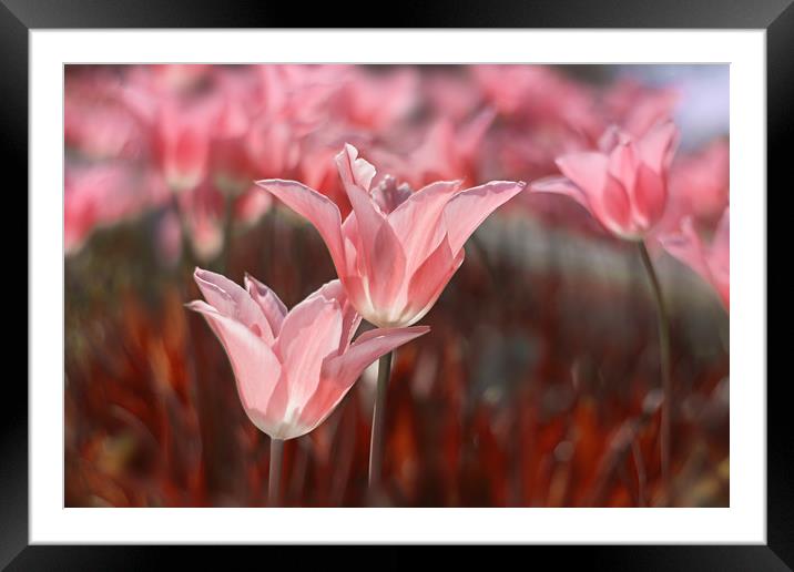 Pink tulips in the garden. Framed Mounted Print by Karina Knyspel