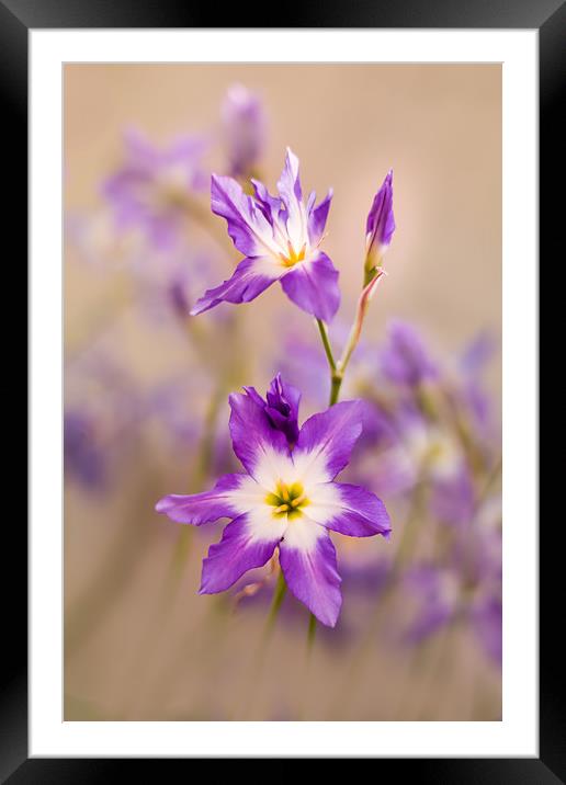 Violet, tiny flowers (Leucocoryne) in the sunshine Framed Mounted Print by Karina Knyspel