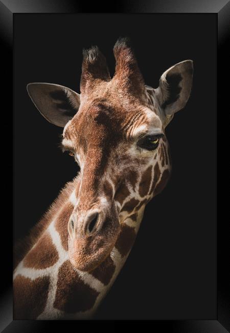 Portrait of a giraffe on a black background. Framed Print by Karina Knyspel