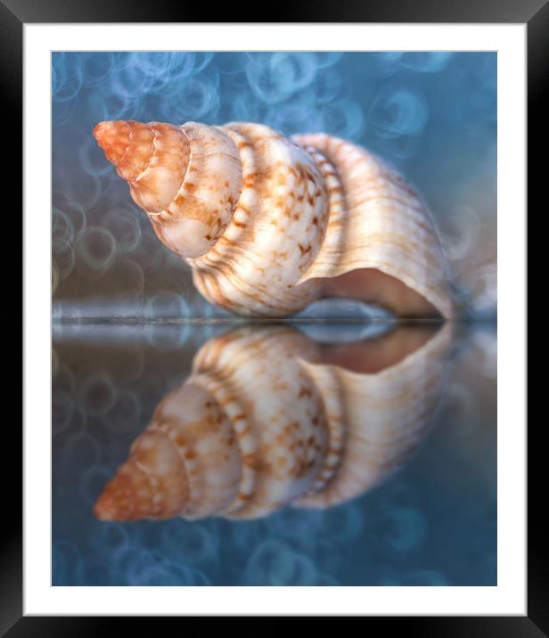 Seashell. Framed Mounted Print by Karina Knyspel
