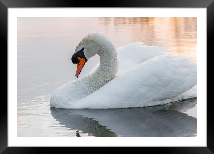 Swan on golden lake  Framed Mounted Print by Dorringtons Adventures