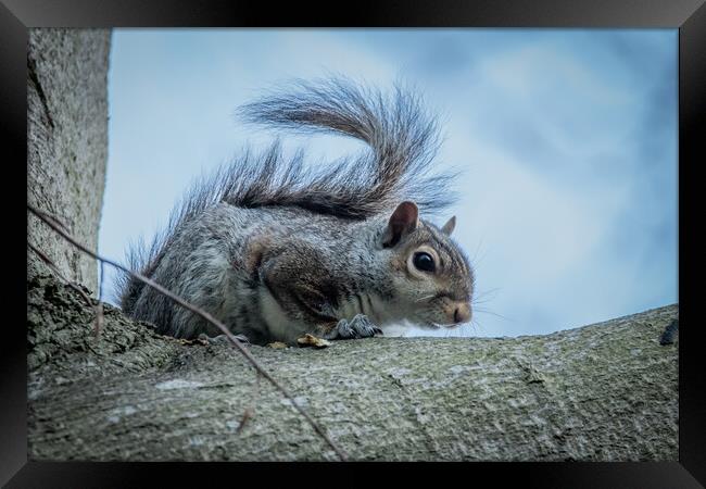 Grey squirrel  Framed Print by Dorringtons Adventures