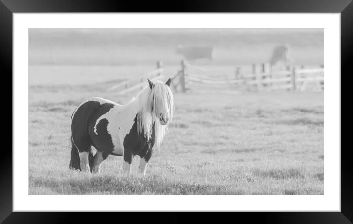 Horse in the mist  Framed Mounted Print by Dorringtons Adventures