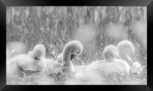 Cygnets Framed Print by Dorringtons Adventures