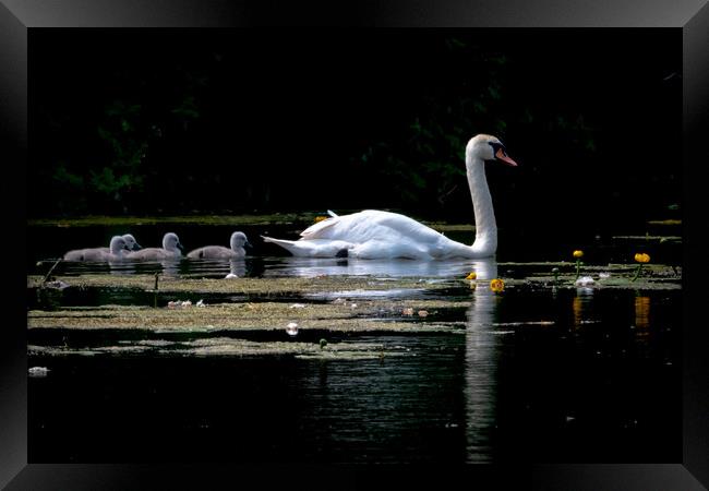 Family of swans Framed Print by Dorringtons Adventures