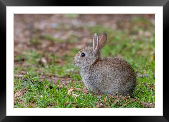 Young rabbit Framed Mounted Print by Dorringtons Adventures