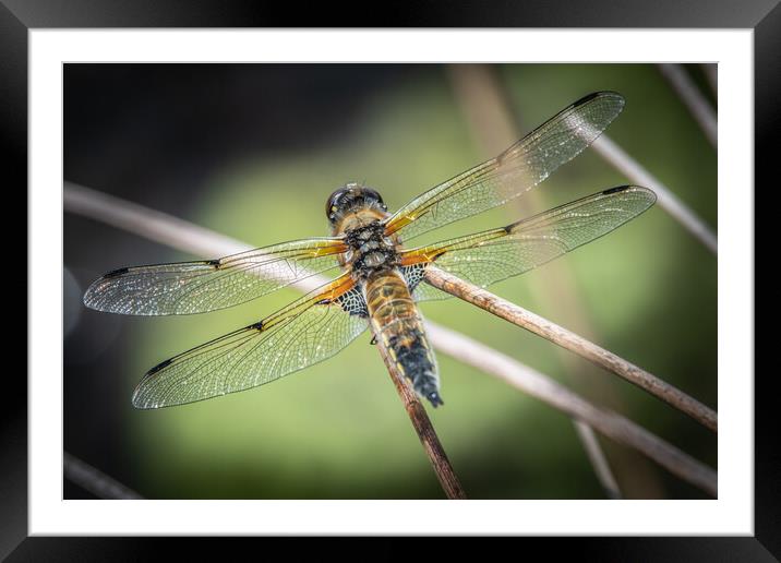 Dragonfly Framed Mounted Print by Dorringtons Adventures