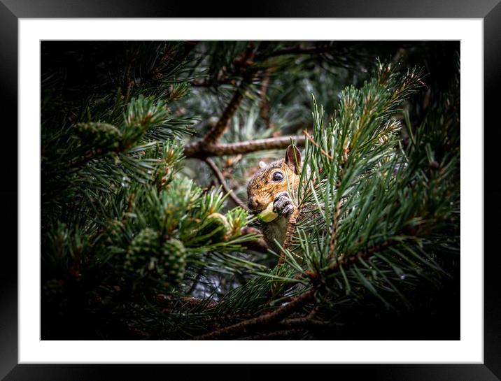 Squirrel eating Framed Mounted Print by Dorringtons Adventures