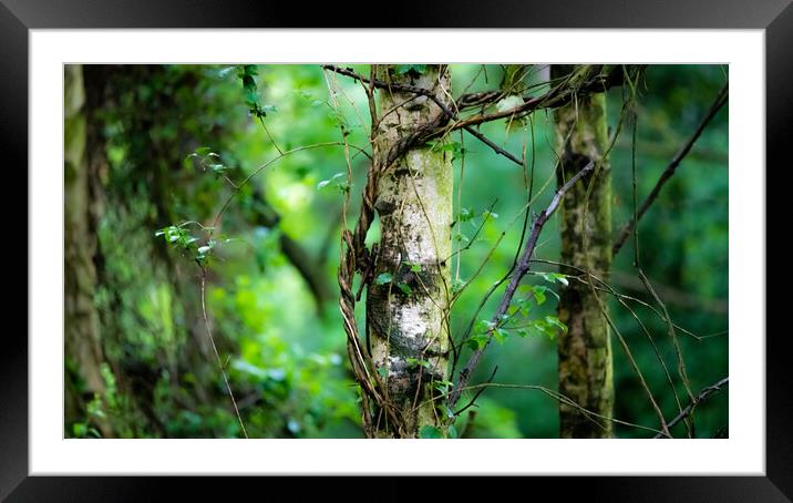 Lound lakes woods  Framed Mounted Print by Dorringtons Adventures
