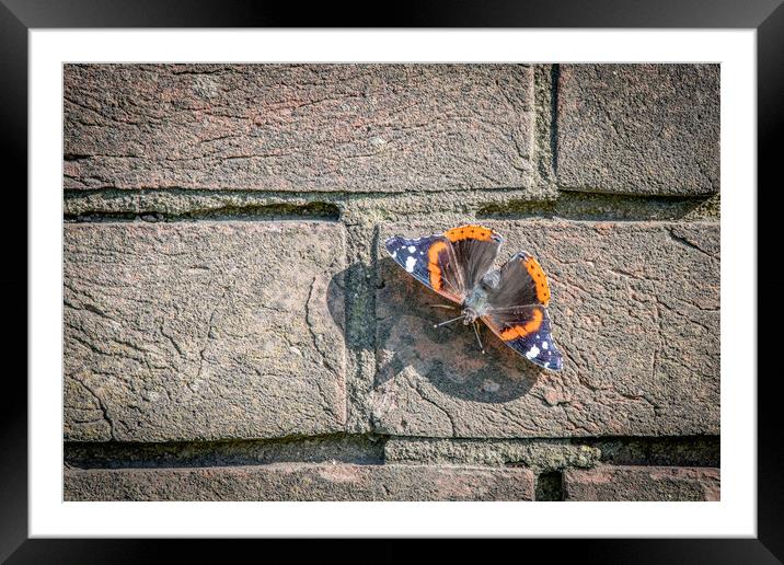 Butterfly wall Framed Mounted Print by Dorringtons Adventures