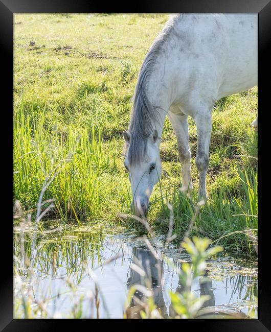 A horse and his reflection  Framed Print by Dorringtons Adventures