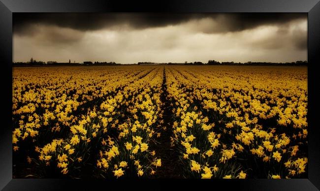 Daffodil fields  Framed Print by Dorringtons Adventures