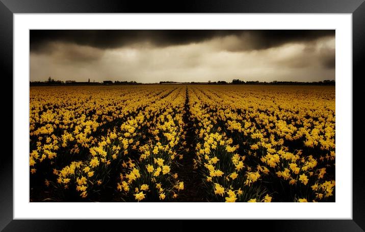 Daffodil fields  Framed Mounted Print by Dorringtons Adventures
