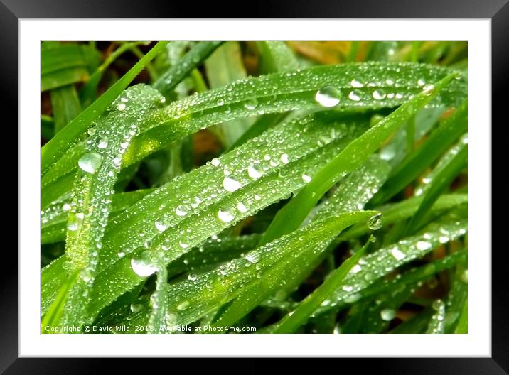 Early morning dew Framed Mounted Print by David Wild