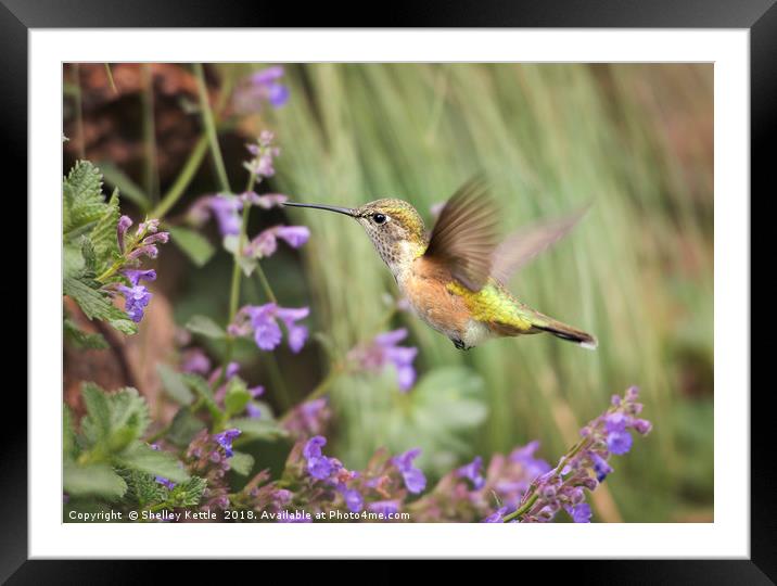 The Search for Nectar  Framed Mounted Print by Shelley Kettle