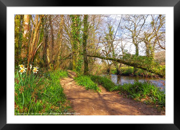 Spring walk by the river  Framed Mounted Print by Ian Stone