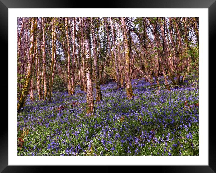 Bluebell woods  Framed Mounted Print by Ian Stone