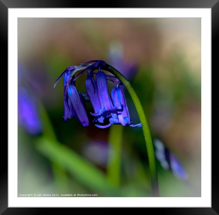Common Bluebells  Framed Mounted Print by Ian Stone