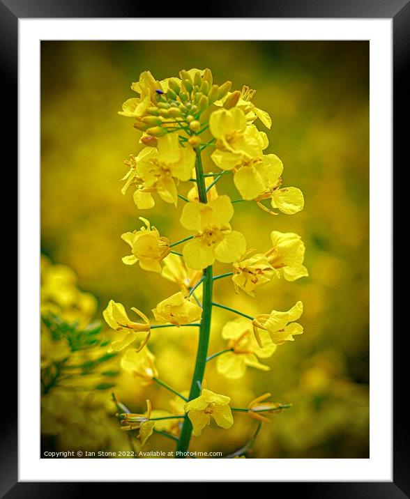 Rapeseed flower  Framed Mounted Print by Ian Stone
