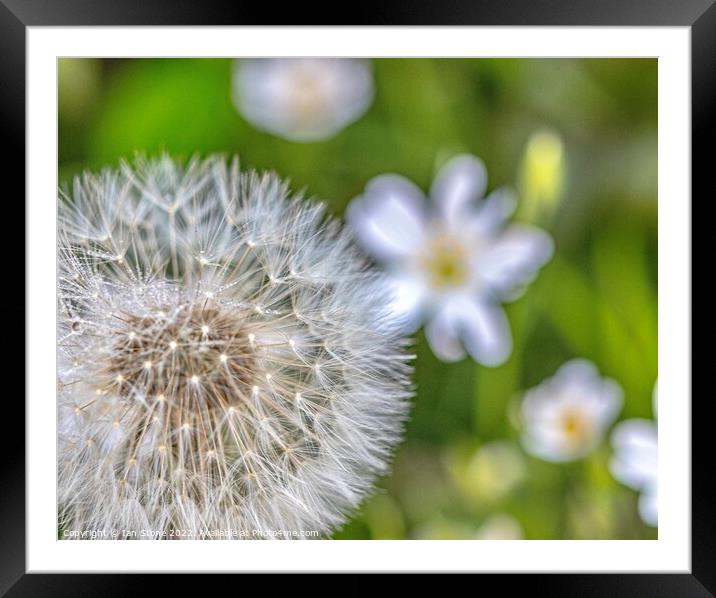 Dandelion  Framed Mounted Print by Ian Stone