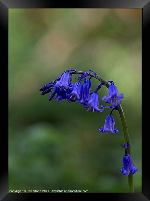 Common bluebell Framed Print by Ian Stone