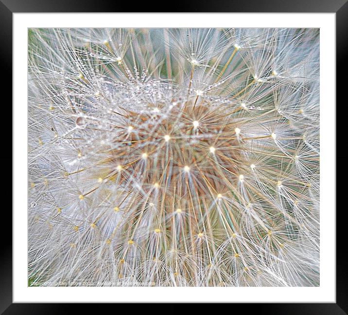 Dandelion  Framed Mounted Print by Ian Stone