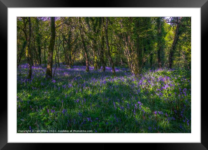 Devon Bluebell woods  Framed Mounted Print by Ian Stone