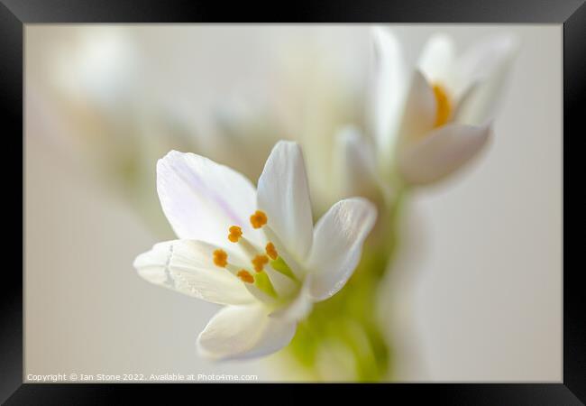 Allium flowers  Framed Print by Ian Stone