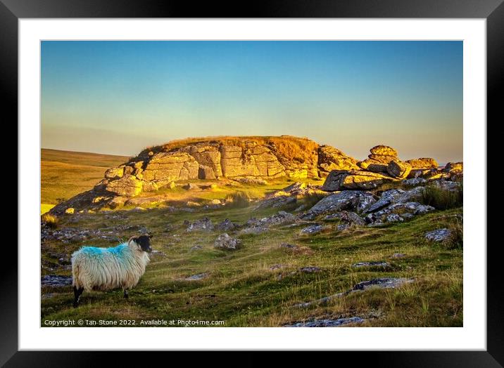 Serene Sheep Basking in Sunset Glow Framed Mounted Print by Ian Stone