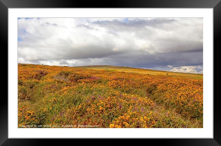 Dartmoor Gorse and Heather  Framed Mounted Print by Ian Stone