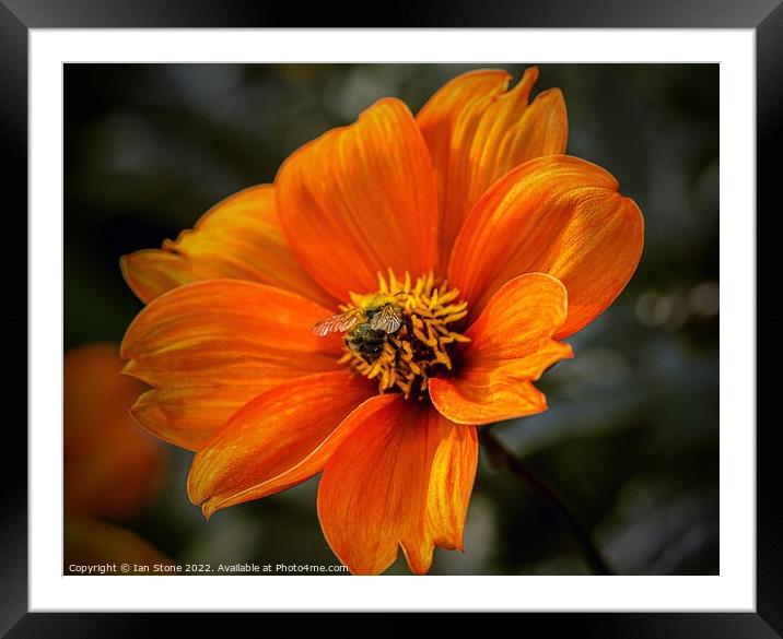 Vibrant Orange Dahlia Bloom with bee Framed Mounted Print by Ian Stone