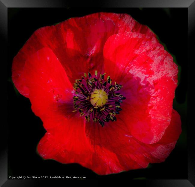 Remembrance Poppy  Framed Print by Ian Stone