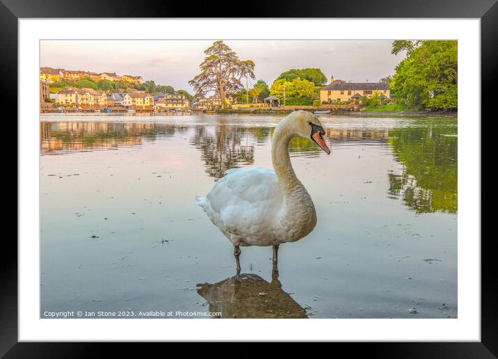 ‘Who’s a pretty boy then ? ‘ Framed Mounted Print by Ian Stone