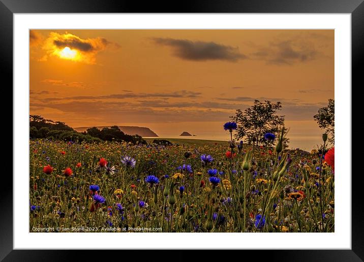  Coastal Wildflower meadow Framed Mounted Print by Ian Stone