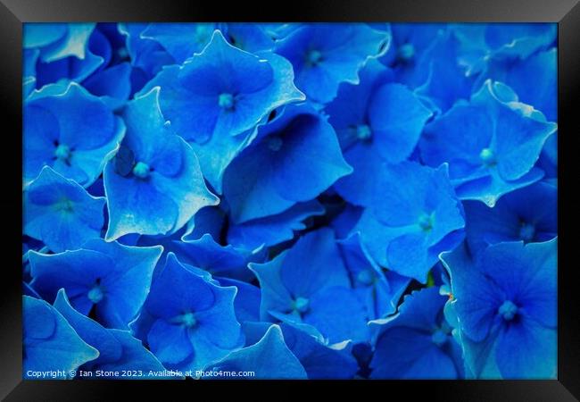 Blue Hydrangea Framed Print by Ian Stone