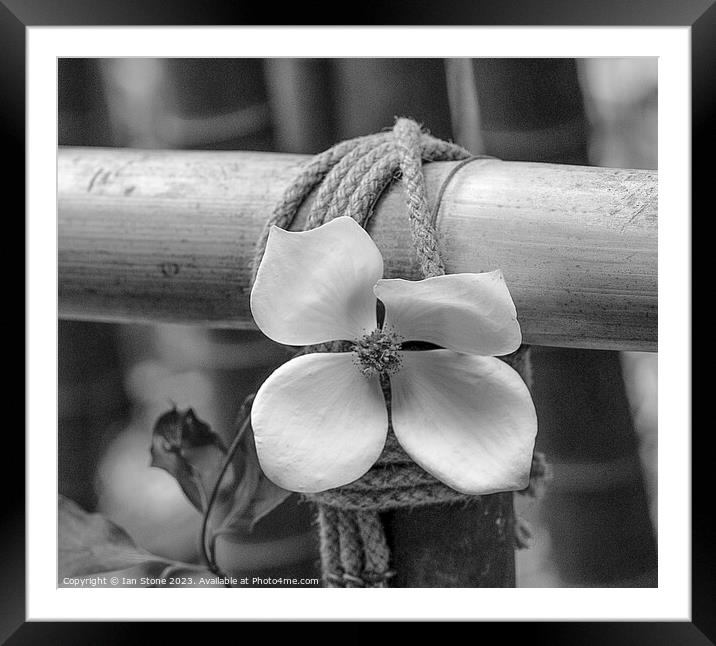 Cornus tree flower. Framed Mounted Print by Ian Stone