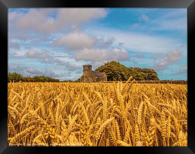 Fields of Gold  Framed Print by Ian Stone