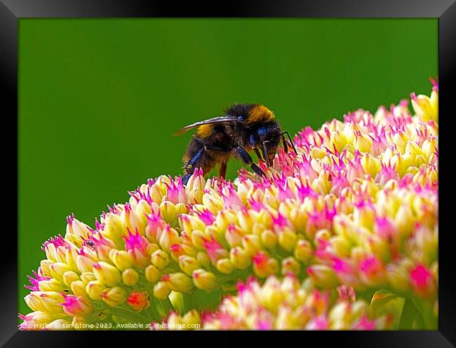 Bee on Sedum  Framed Print by Ian Stone