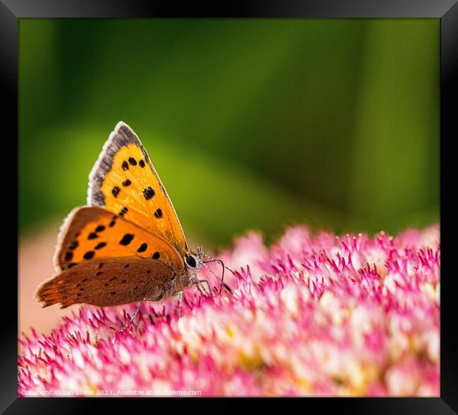 A Small Copper Butterfly on Sedum Flowers  Framed Print by Ian Stone