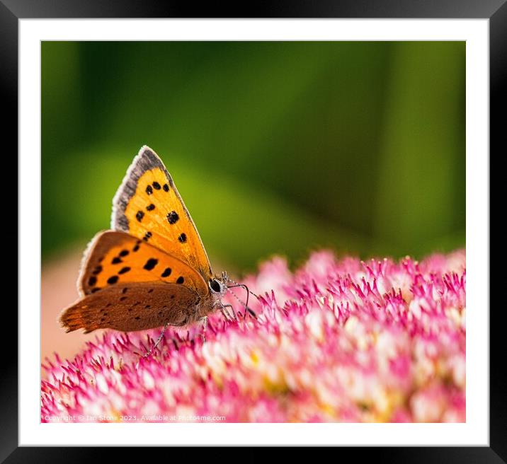 A Small Copper Butterfly on Sedum Flowers  Framed Mounted Print by Ian Stone