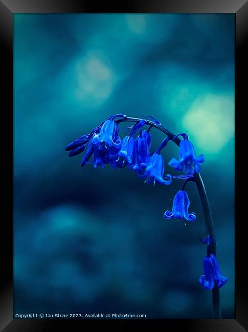 I’ve got the Blues for You ! Framed Print by Ian Stone