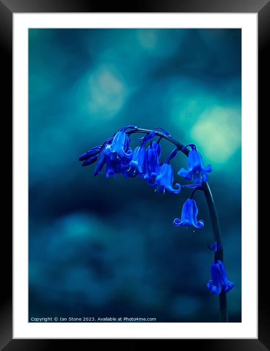 I’ve got the Blues for You ! Framed Mounted Print by Ian Stone